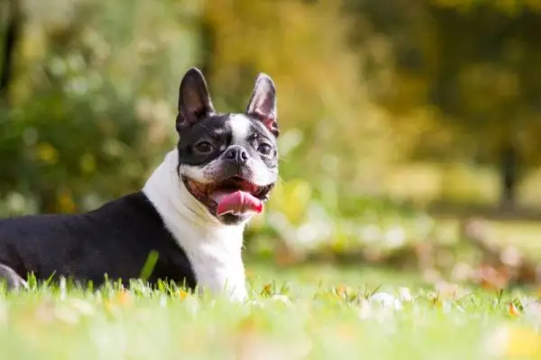 National Boston Terrier Day 2024: Når det er og hvordan det feires