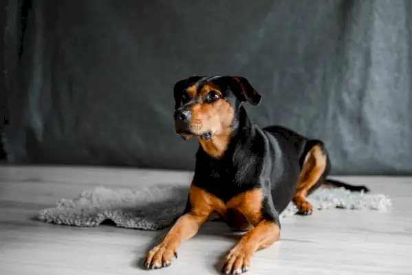 portræt af nedlægge brun blandingshund