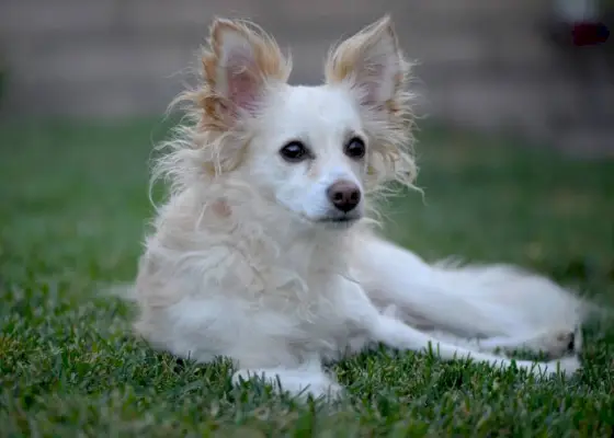 gravhund papillon blandet race hund sidder på græsset