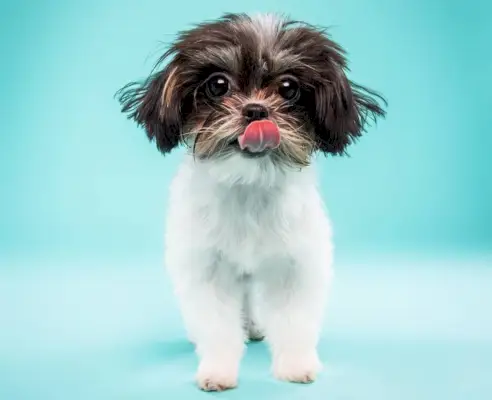 Smuk miki-hvalp isoleret på en blå turkis baggrund