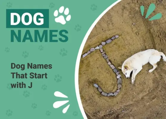 230+ имена на кучета, които започват с J за вашето весело кученце!