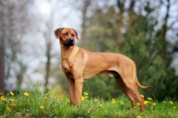 rhodéský ridgeback pes stojící na trávě
