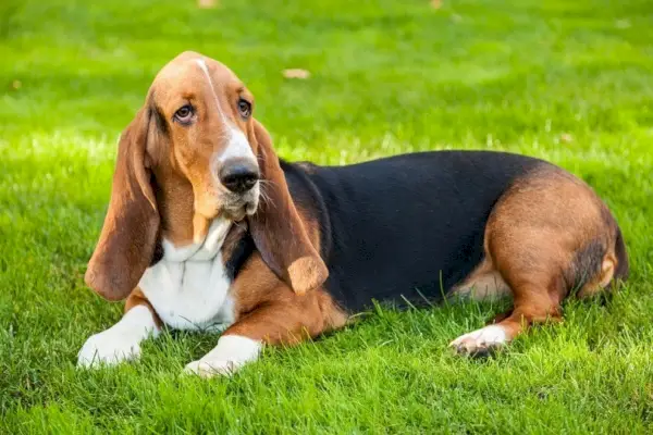 Basset Hound tumbado en la hierba