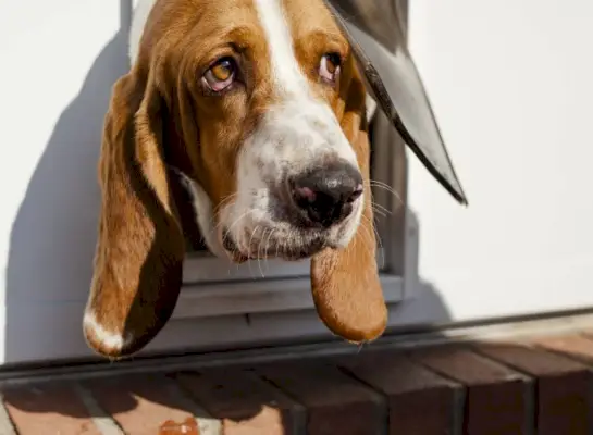 Tímido Basset Hound asomando la cabeza por la puerta de su perro