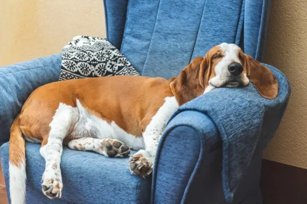 Basset-hound-dormido_Daniel-Myjones_shutterstock