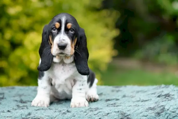 Basset-Hound-al aire libre