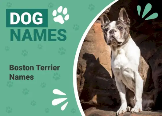Més de 150 noms de Boston Terrier: idees masculines i femenines úniques i populars
