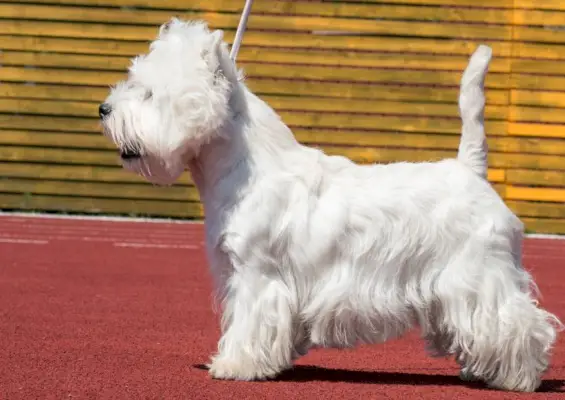 un westie amb un tall de cabell de gos d'exposició