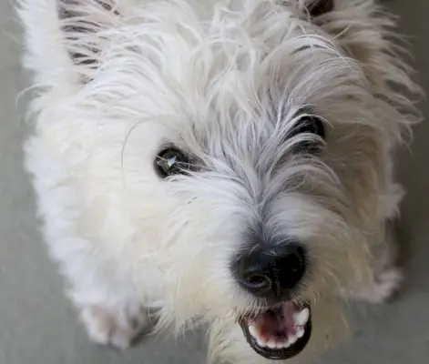 primer pla d'un lladruc de Westie