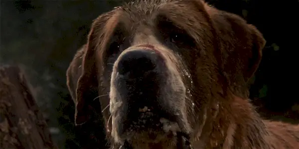 Cujo Dog Warner Bros. Obrázky