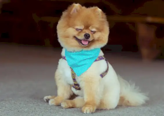 muotokuva pomeranian koira seisoo
