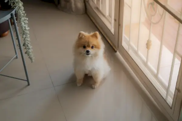 Pomeranian koira istuu oven vieressä
