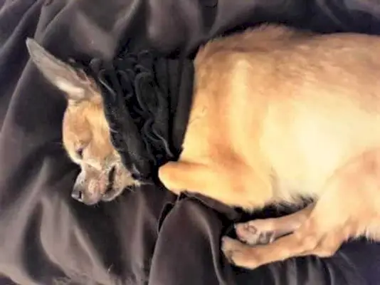 6 skutecznych stożków dla psów DIY, które możesz zrobić dzisiaj (ze zdjęciami)