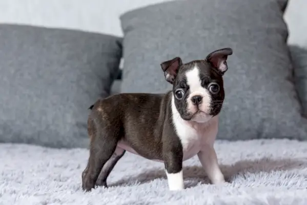 boston terrier valp