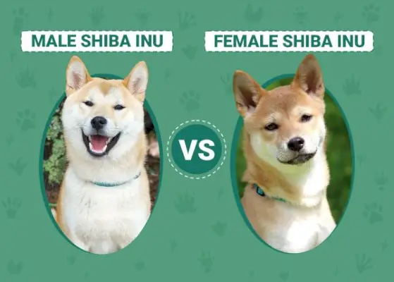 Vyras ir moteris Shiba Inu: skirtumai (su nuotraukomis)