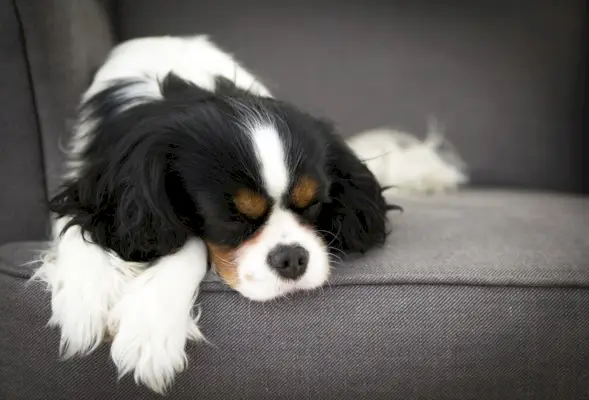 hund som sover på sofaen hjemme