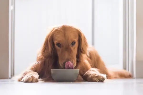 Golden retriever comendo