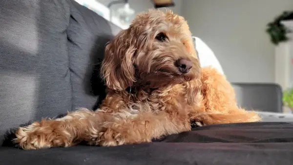 apricot goldendoodle pas koji leži na kauču