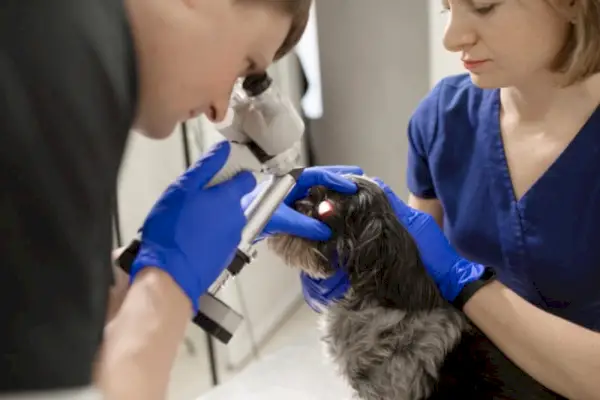 Veterinário verificando o olho do cachorro Shih tzu com lâmpada de fenda