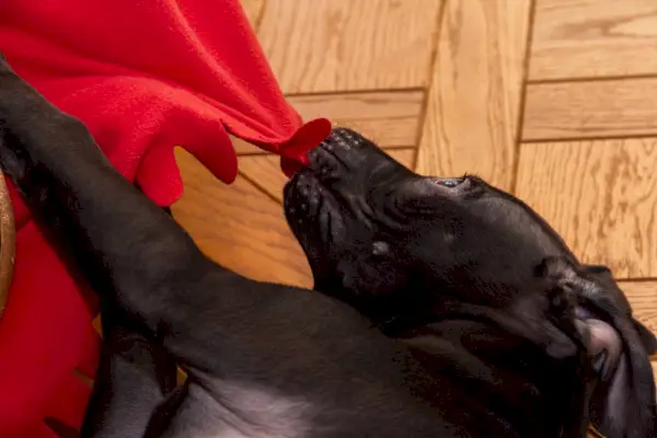 Hunde nipper i tæpper