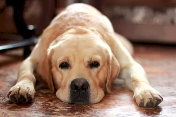 En trist-labrador-ligger-på-gulvet_Pernataya_Shutterstock