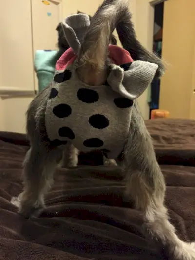 おむつをしたかわいい犬