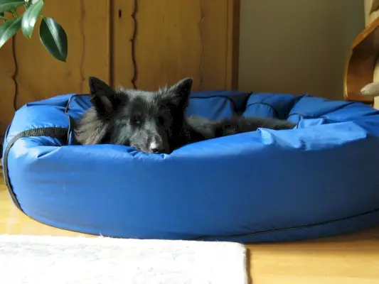 Groenendael durmiendo en una cama para perros azul