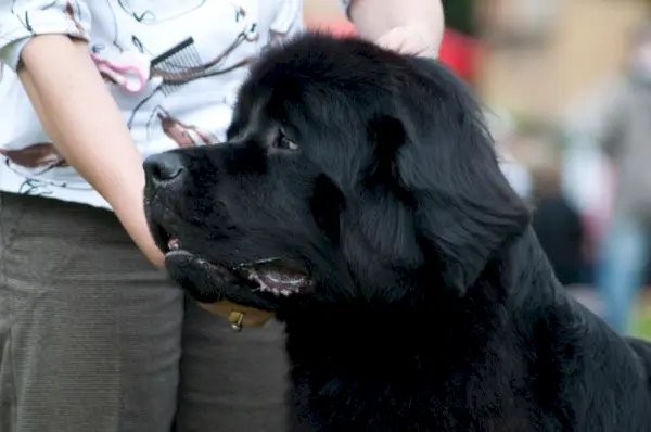 chien terre-neuve près du propriétaire