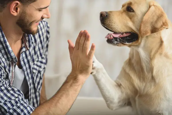 le propriétaire enseigne à son chien un high five