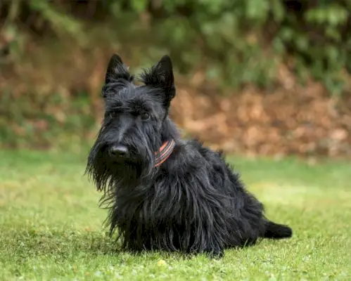 Les terriers écossais aboient-ils beaucoup ? Comportements vérifiés par un vétérinaire expliqués et conseils pour vous aider