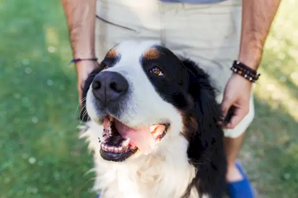 舌を出したバーニーズ・マウンテン・ドッグ