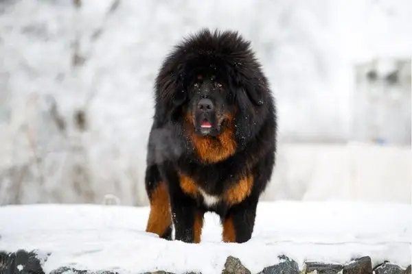 Tibetansk Mastiff Pris: Hvor meget koster de? Prisguide 2024