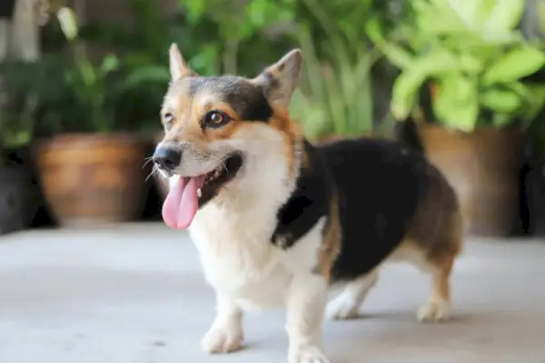 tricolor corgi pes stojící venku