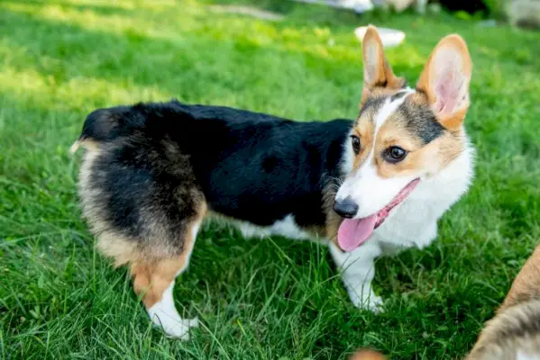 čistokrevná tříbarevná pembroke štěně welsh corgi stojí venku v trávě s vyplazeným jazykem