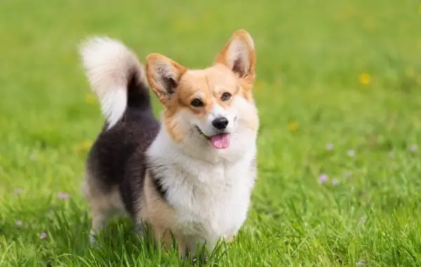 tricolor corgi pes stojící na travnatém poli
