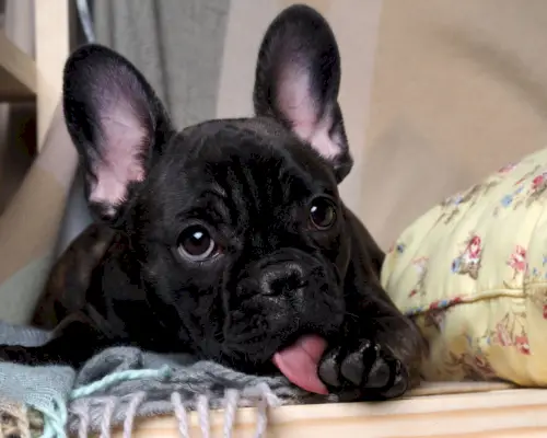 Черный французский бульдог облизывает лапу языком