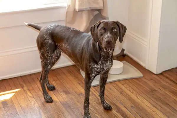 Tysk korthårig pekare