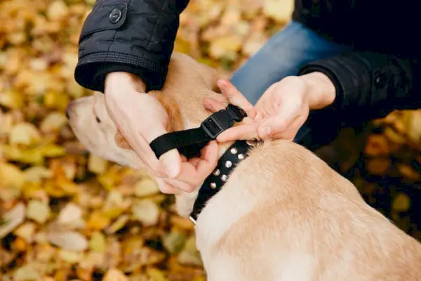 屋外で電気ショック首輪をした犬