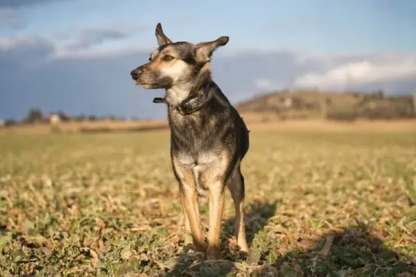 ¿Cuánto cuesta instalar una valla invisible para perros? Guía de precios 2024