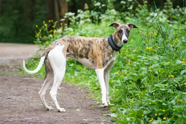 A Greyhound dog in a park.
