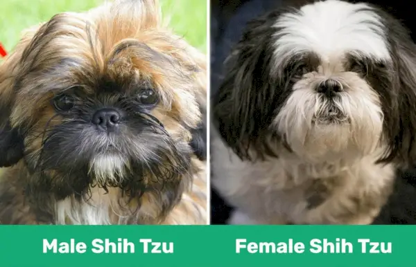 Mužjak protiv ženke Shih Tzu - jedan do drugog