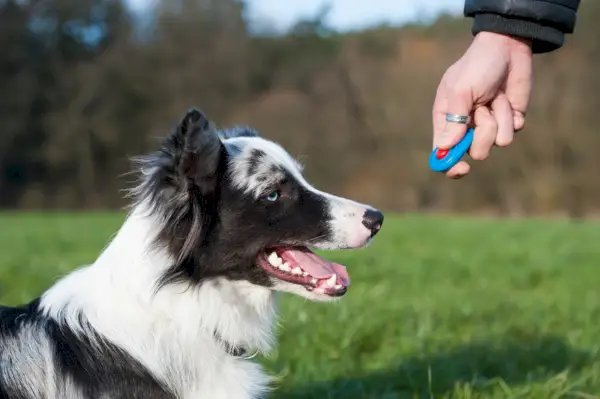 dresaj de clicker pentru câini
