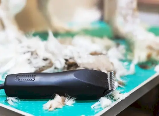 spazzolare il cane shih tzu