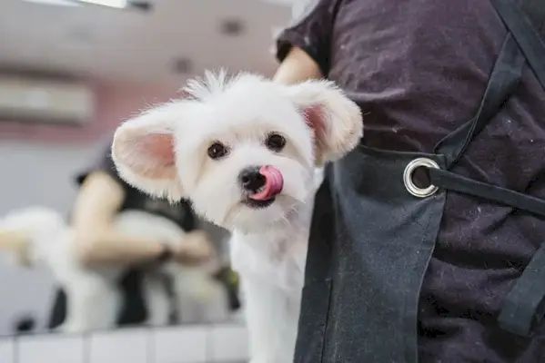 Cane maltese maltese a taglio corto