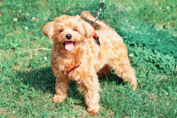 cucciolo maltese marrone sull'erba