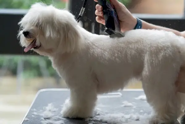 Taglio di capelli maltese di triglia
