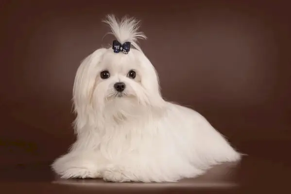 taglio coreano maltese
