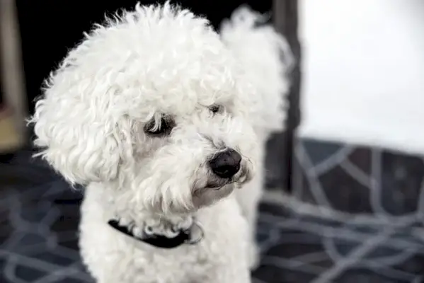 capelli ricci maltesi