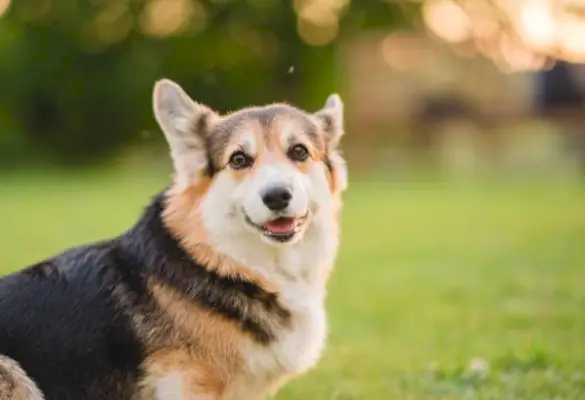 8 Corgi-frisyrer och groomingstilar 2024