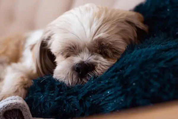 Schläft ein Shih Tzu mehr als andere Rassen? Fakten & FAQs